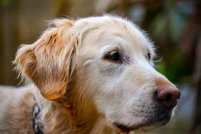 Golden Retriever Portrait Outdoors