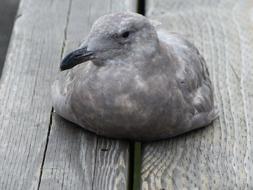 Seagull Bird Wildlife