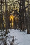 Woods Dark Sunset