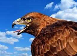 Adler Raptor Bird Of Prey