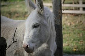Pet Donkey White