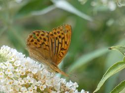 Butterfly Animal Nature