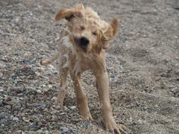 Wet Dog after Swimming