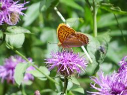 Thistle Butterfly Insect Close