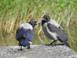 Bird Crow Feather