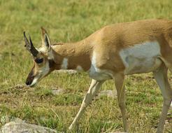 Antelope In South Dakota