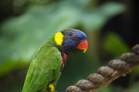 Colorful Lorikeet Bird