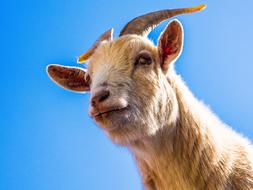 Goat Bock Horns Billy