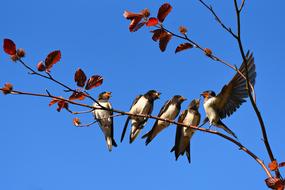 Swallow Bird Animal Four In A