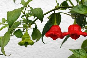 beautiful peppers in the garden on branches