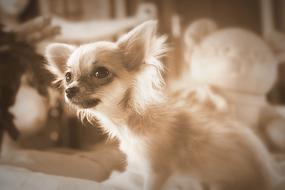 Dog Small Chihuahua Purebred