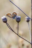a butterfly on a flower in an empty field