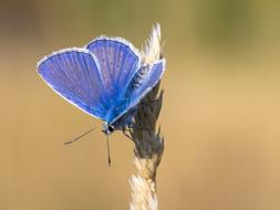 Butterfly Insect Macro Close