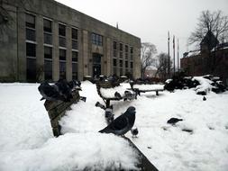 Pigeons sitting on benches covered in snow