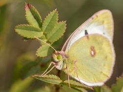 Butterfly Insect Macro Close