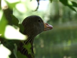 Goose Wild Bird