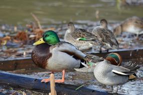 ducks walking by the lake