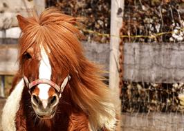 horse with a nice mane