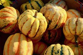 ripe harvest of yellow pumpkin