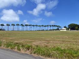 Avenue Plantation Driveway landscape