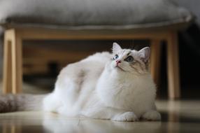 Cat Animal