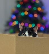 Cat Box Kitten