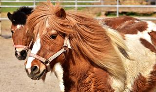 Pony Horse Cute