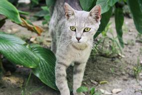 gray cat in a green garden