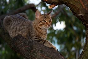 Cat Small Cute