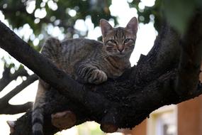Cat Small Cute