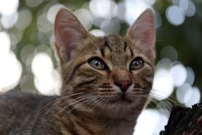 Cat Small Cute