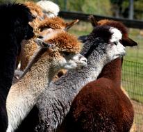 Alpacas Animal Cute Alpaca