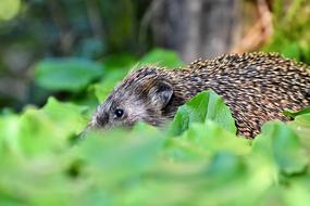 hedgehog hides in the foliage