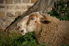Sheep Pet Livestock Sheep'S