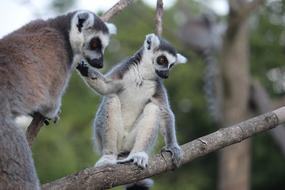 two lemurs on a branch in Madagascar