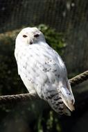 Owl Zoo Animal