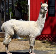 Alpaca Animal Cute