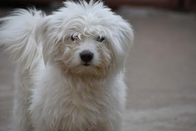 Dog Cute Won