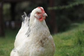 white chicken hiding in the grass