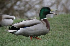 Duck Drake Mallard