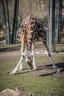 Zoo Fauna Animal