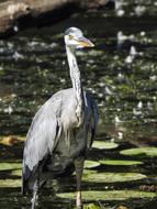 white bird in the swamp