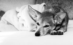 sleeping cute dog