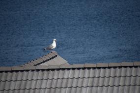 Seagull Roof Gull