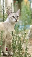 Cat Animal Pet