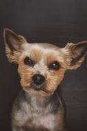 Dog Pet Small