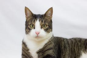Cat Male Feline