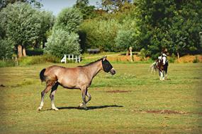 Horse Animal Mammal