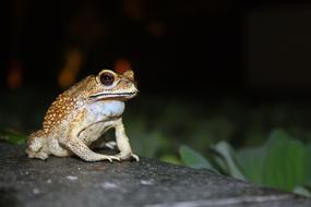 Frog Pond Animal