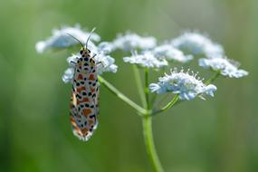 Moth Macro Insect